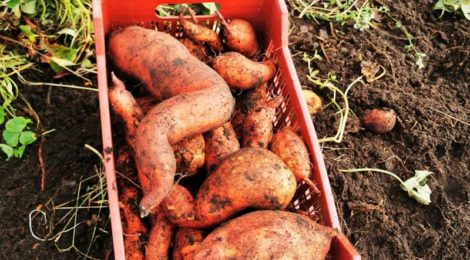 Chantier  patates douces au Jardin en Equilibre